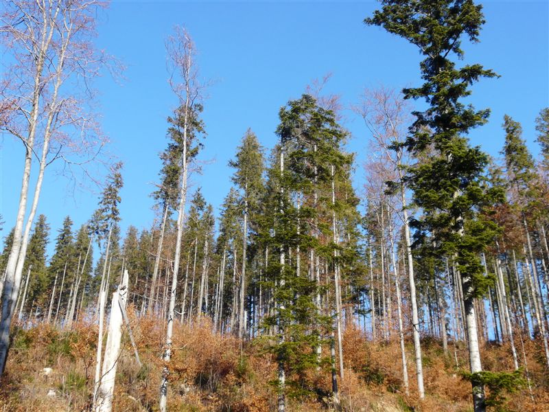 sidzina11 149
